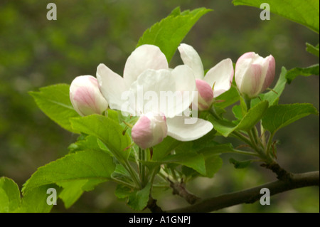 Apple Blossoms on branch, Californie Banque D'Images