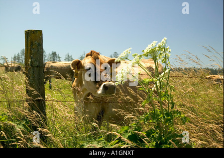 Jersey vache laitière de la plante par des barbelés. Banque D'Images