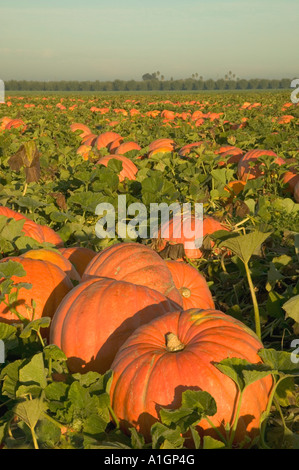 Pumpkins 'Big Max' variété avant la récolte, dans le champ, en Californie Banque D'Images