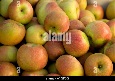 Les pommes 'Fuji' récoltés. Banque D'Images