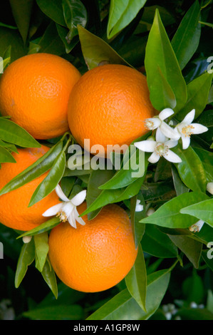 Les oranges avec fleurs sur branche, Portervile, Californie Banque D'Images