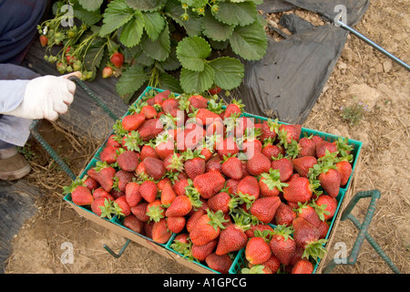 Fraises récoltées dans le champ fort, porter des gants en latex, en Californie Banque D'Images