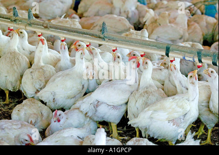 Ferme avicole, Poules d'eau potable, en Californie Banque D'Images