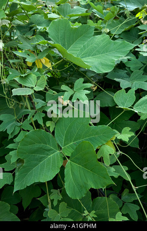 Culture de la vigne kudzu, gros plan des feuilles, Floride. Banque D'Images