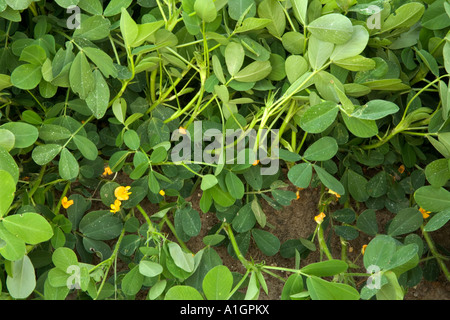 La floraison des plantes d'arachide, Doerun, Géorgie Banque D'Images