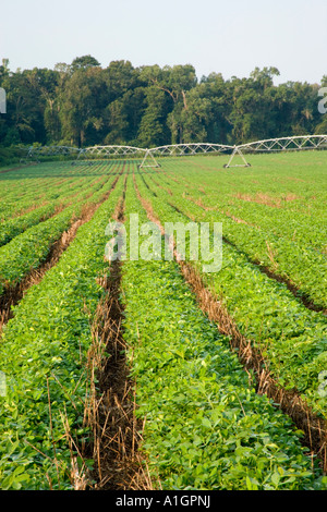 Champ d'arachide, sans labour, rangs convergents. Banque D'Images