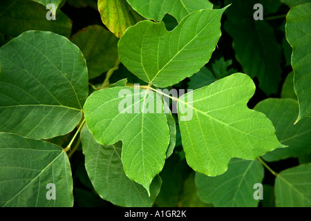 Feuilles de la vigne Kudzu, Floride Banque D'Images