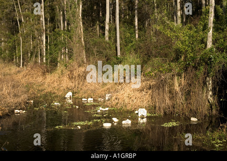 Corbeille 'Styrofoam, garbage' flottant dans l'eau. Banque D'Images