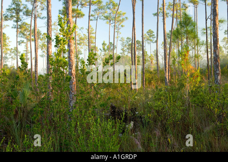 Forêt de pin jaune Le Parc National des Everglades. Banque D'Images