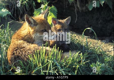 Le renard roux et le cub (Vulpes vulpes) Banque D'Images