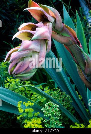 Aga de Beschorneria yuccoides floraison rose succulentes plantes de jardin Banque D'Images