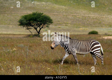 Zèbre de montagne du cap dans le Parc National de Bontebok Swellendam western cape Afrique du Sud RSA Banque D'Images