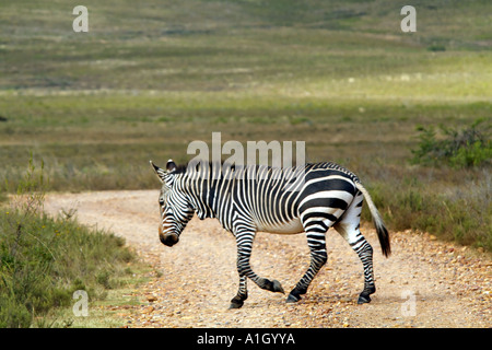 Zèbre de montagne du cap dans le Parc National de Bontebok Swellendam western cape Afrique du Sud RSA Banque D'Images