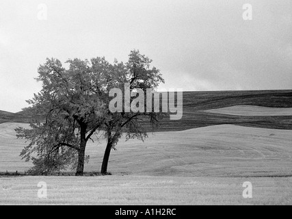 Image en noir et blanc de deux arbres et des champs dans Washington USA Palouse Banque D'Images