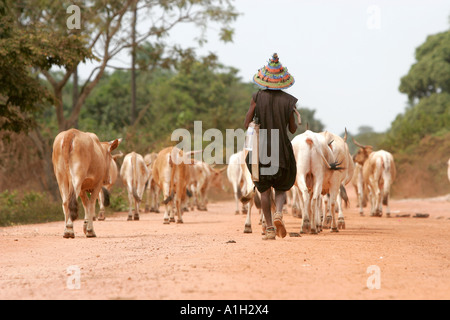 La Gambie herder bovins traditionnels Banque D'Images