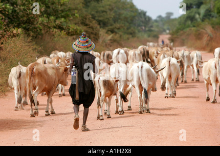 La Gambie herder bovins traditionnels Banque D'Images