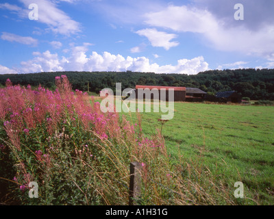 Rosebay Willowherb en été près de Clackmannanshire Tillicoultry Ecosse Banque D'Images