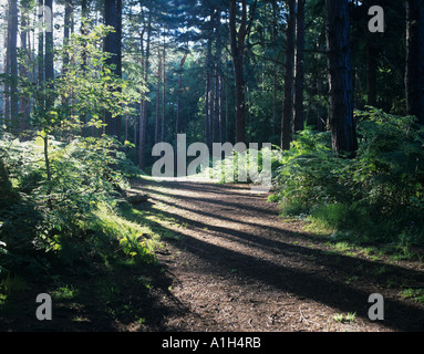 Ombres à travers les arbres dans la forêt Thornley, Tyne & Wear Angleterre Banque D'Images