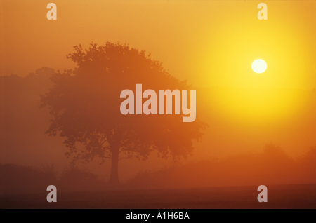 Une spectaculaire golden dawn un arbre solitaire apparaît en silhouette brumeuse contre la lumière brillante Banque D'Images