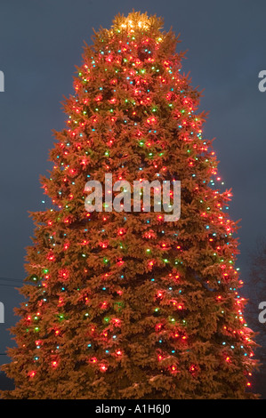 Sapin de Noël Banque D'Images