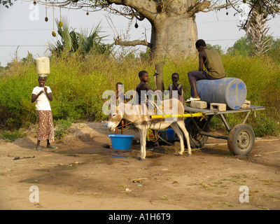 Les enfants contribuent à remplir les bassins d'eau et le corps sur des ânes au puits du village près de Kartong Gambie Banque D'Images