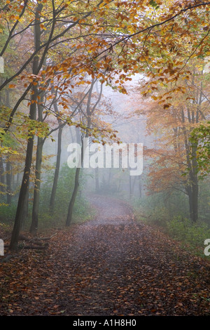 Brume sur la voie longue distance ridgeway Banque D'Images