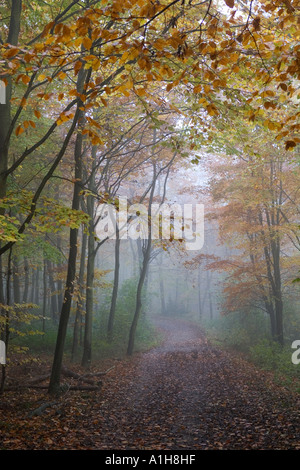 Brume sur la voie longue distance ridgeway Banque D'Images