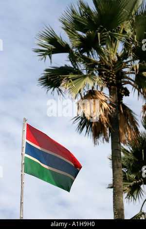 Drapeau de la Gambie et palm tree Banque D'Images