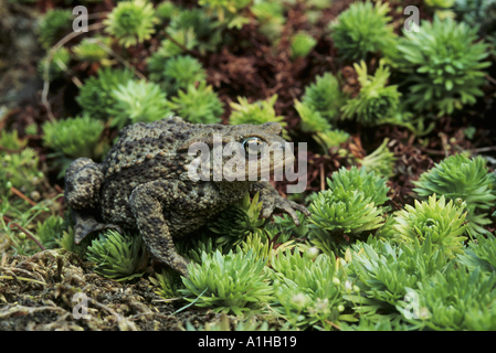 Crapaud commun Bufo bufo Wiltshire Banque D'Images