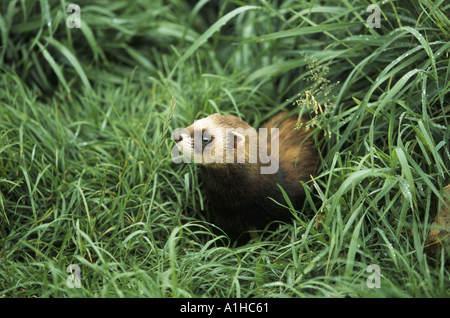Un Western Polecat Mustela putorius Banque D'Images