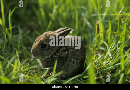 Un bébé lapin Oryctolagus cuniculus dans l'herbe haute dans le Sussex en Avril Banque D'Images