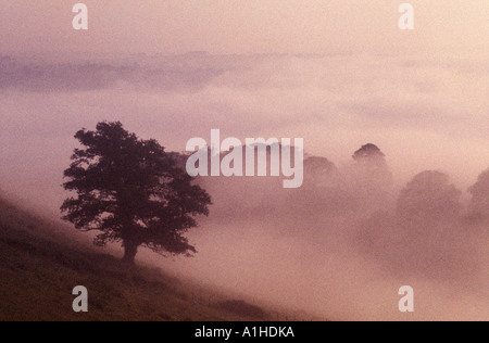 Matin brumeux sur la Dart Valley South Devon England UK (High ISO film granuleux) Banque D'Images