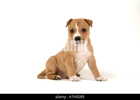 Les Staffordshire Bull-Terrier Américain de mine chiot. Banque D'Images