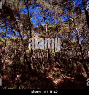 Zone de forêt près de Oludeniz en marchant à Kaya koyu village abandonné la Turquie Banque D'Images
