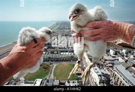 Les poussins de Faucons pèlerins (Falco peregrinus) qui se tient au-dessus d'un paysage urbain. Banque D'Images