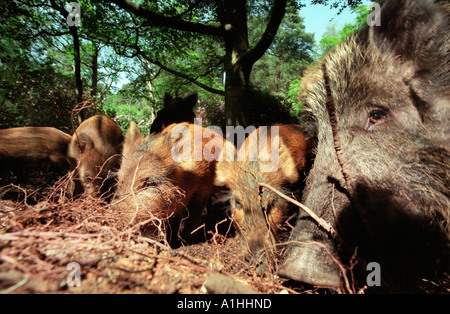 Un sanglier d'arrachage de la famille pour la nourriture dans les bois dans le Hampshire, en Angleterre. Banque D'Images