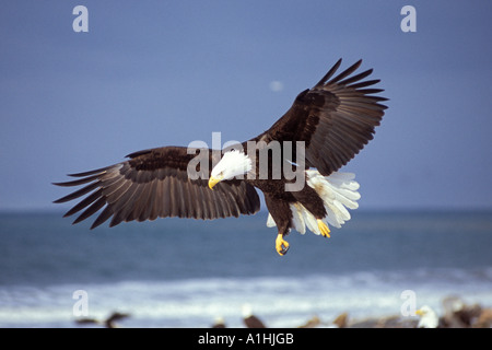 Aigle à tête blanche Haliaeetus leucocephalus entrant pour un débarquement Homer crache la baie de Kachemak sud-centre de l'Alaska Banque D'Images