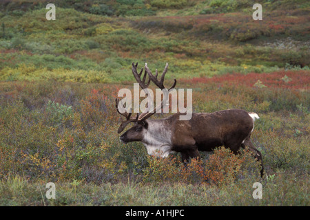 Caribou des bois Rangifer tarandus bull marche à travers la végétation d'automne dans le parc national Denali en Alaska Banque D'Images