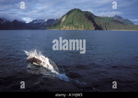 Dalls porpoise Phocoenoides dalli dans le Chiswell Islands National Maine Sanctuary Kenai Fjords National Park Alaska Banque D'Images