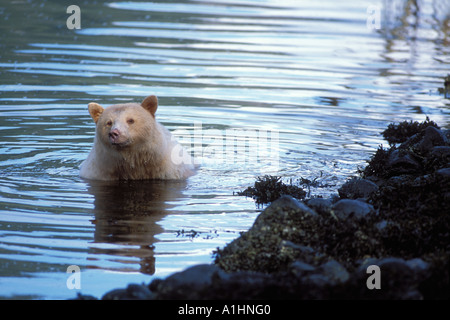 Ours Spirit l’ours noir kermode Ursus americanus sème en nageant dans l’eau tout en pêchant le saumon au centre de la Colombie-Britannique côte canadienne Banque D'Images