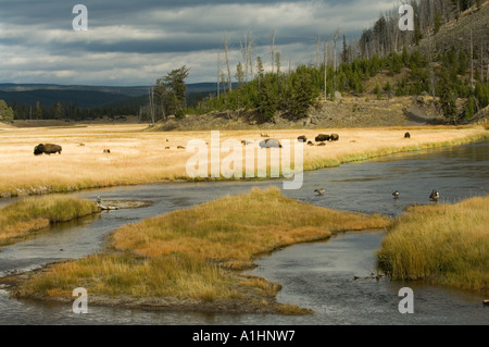 Bison (Bison bison) pâturage sur le pré près de la rivière Maddison, Yellowstone National Park, Wyoming, USA Banque D'Images