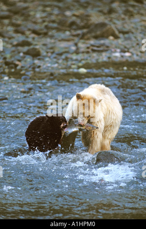 Ours Spirit ours kermode ours noir Ursus americanus semer avec du saumon kéta en bouche ourson pêche au saumon côte centrale de la Colombie-Britannique Canada Banque D'Images