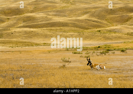 L'antilope, Antilocapra americana, dans le paysage,Gardiner, le Parc National de Yellowstone, Wyoming, USA Banque D'Images