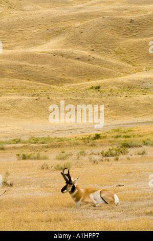 L'antilope, Antilocapra americana, dans le paysage,Gardiner, le Parc National de Yellowstone, Wyoming, USA Banque D'Images
