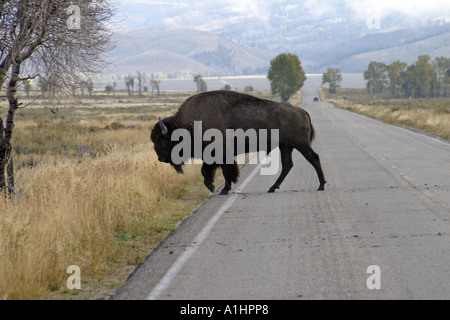 Un Américain Buffalo crossing une longue route en ligne droite avec des montagnes en arrière-plan les antilopes Appartements Jackson Hole Wyoming USA Banque D'Images