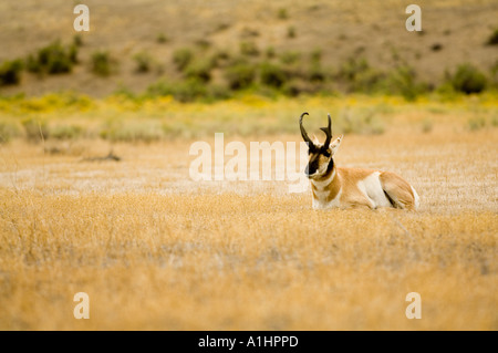 L'antilope d'Amérique (Antilocapra americana) reposant dans l'herbe, Gardiner, le Parc National de Yellowstone, Wyoming, USA Banque D'Images