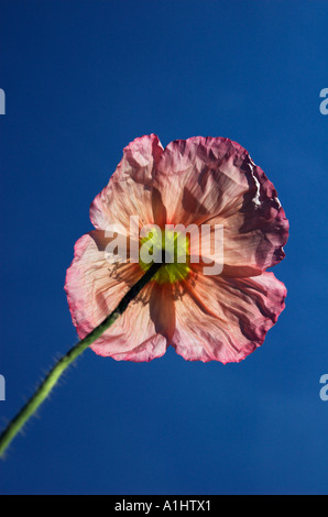 Papaver nudicaule « prairie Pastels' Banque D'Images