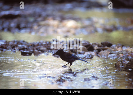 S JAY Cyanocitta stelleri steller dans un ruisseau le long de la côte de la Colombie-Britannique, Canada Banque D'Images