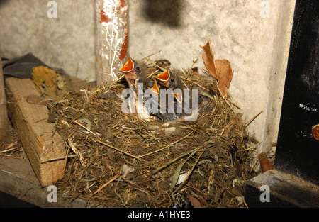 Bergeronnette printanière (Motacilla alba pied ssp yarellii) poussins attendent d'être nourris Banque D'Images