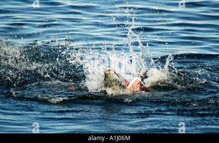 Leopard seal manger Gentoo pingouin, l'Antarctique. Banque D'Images